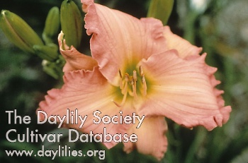 Daylily Ultimate Pink